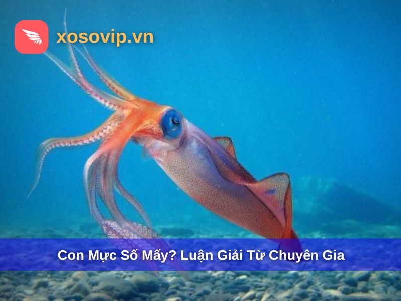 Mơ thấy con mực số mấy?