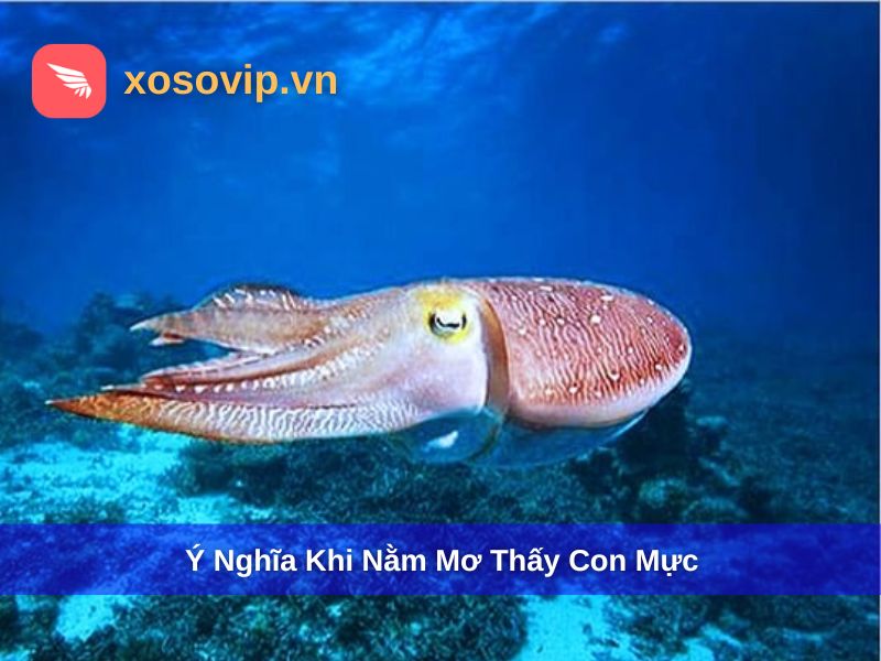Ý nghĩa giấc mơ thấy con mực trong văn hóa phương Đông