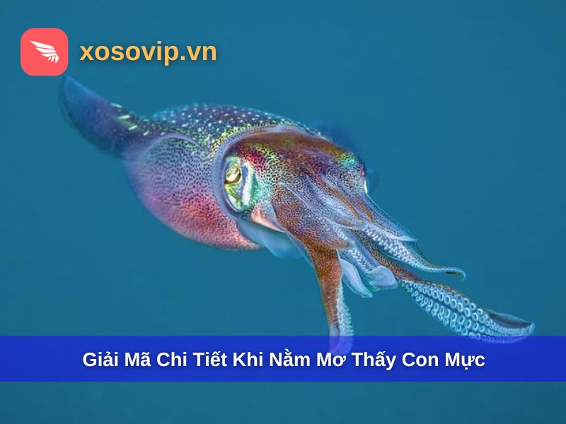 Giải mãi chi tiết từng giấc mơ thấy con mực