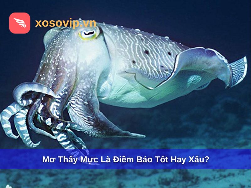 Giải đáp mơ thấy con mực là điềm báo tốt hay xấu?