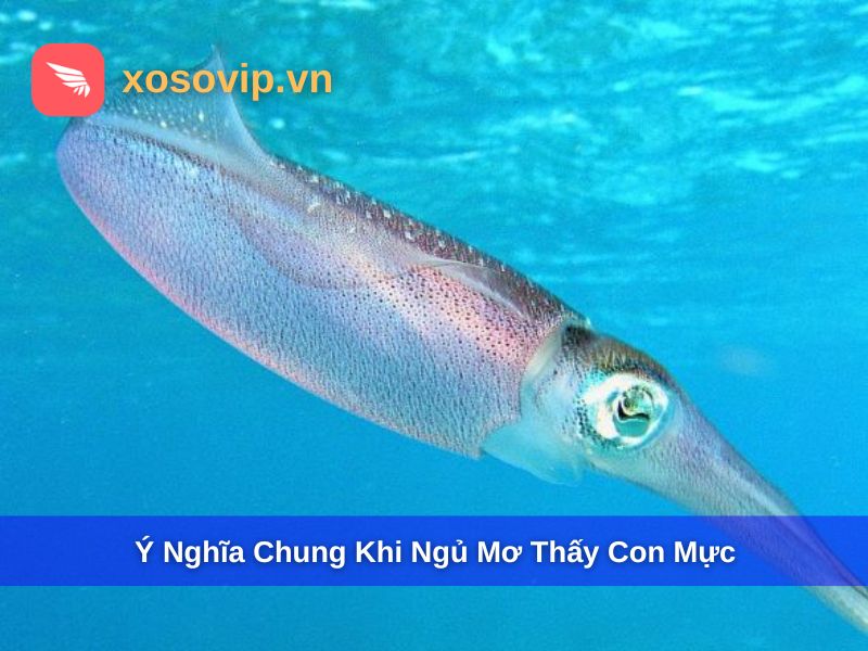 Ý nghĩ chung khi mơ thấy con mực