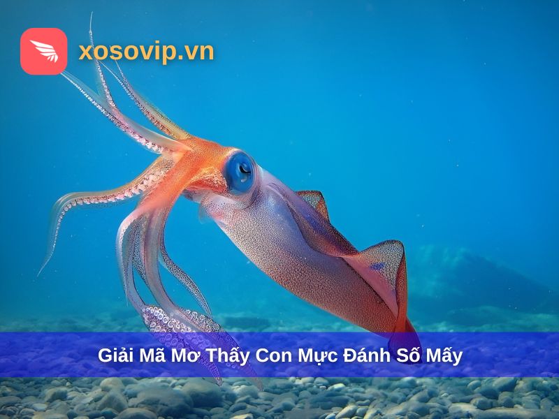 Mơ Thấy Con Mực Đánh Số Mấy? Giải Mã Giấc Mơ Chính Xác