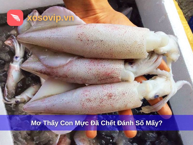 Mơ thấy con mực chết thì đánh số mấy?