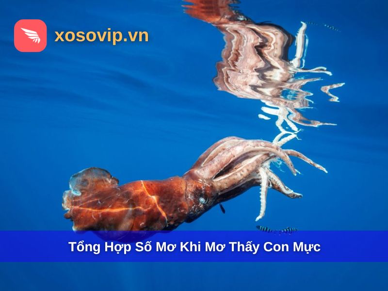 Tổng hợp số mơ khi mơ thấy con mực