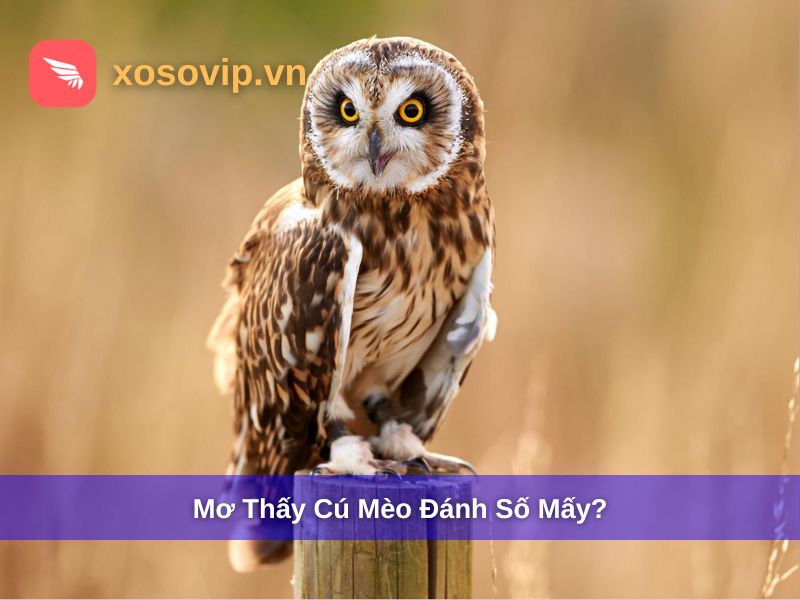 Mơ Thấy Cú Mèo Đánh Số Mấy? Giải Mã Giấc Mơ Cú Mèo