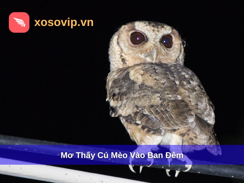 Mơ thấy c&uacute; m&egrave;o ban đ&ecirc;m