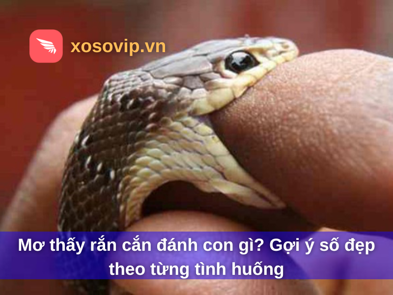 Mơ thấy rắn cắn đánh con gì? Gợi ý số đẹp theo từng tình huống
