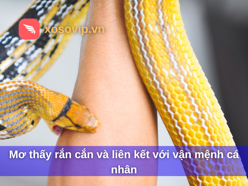 Mơ thấy rắn cắn và liên kết với vận mệnh cá nhân