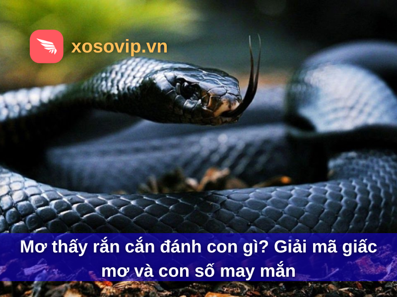 Mơ thấy rắn cắn đánh con gì? Giải mã giấc mơ và con số may mắn