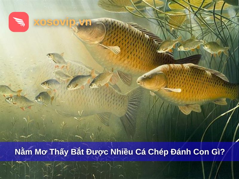 Nằm mơ thấy bắt được nhiều cá chép