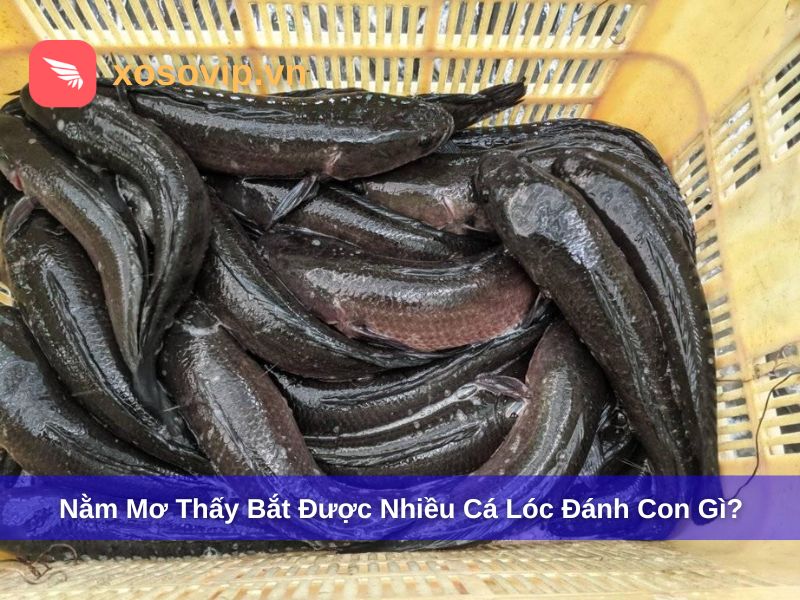 Nằm mơ thấy cá lóc đánh con số gì?