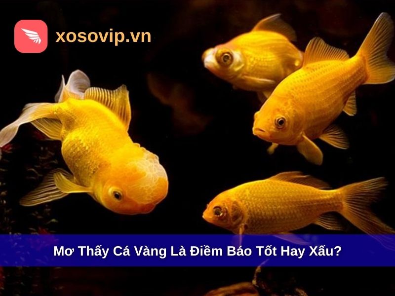 Mơ thấy c&aacute; v&agrave;ng l&agrave; điềm b&aacute;o tốt hay xấu?