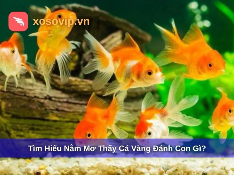 Tìm Hiểu Nằm Mơ Thấy Cá Vàng Đánh Con Gì? Giải Mã & Sổ Mơ