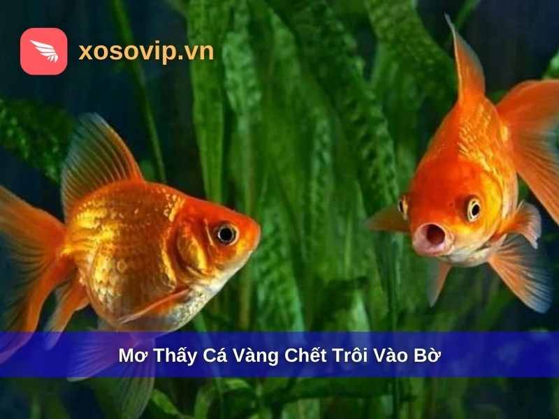 Mơ thấy c&aacute; v&agrave;ng chết tr&ocirc;i v&agrave;o bờ