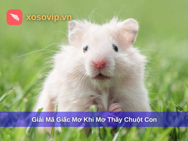 Giải Đáp Nằm Mơ Thấy Chuột Con Đánh Số Gì? Giải Mã Chuẩn Xác