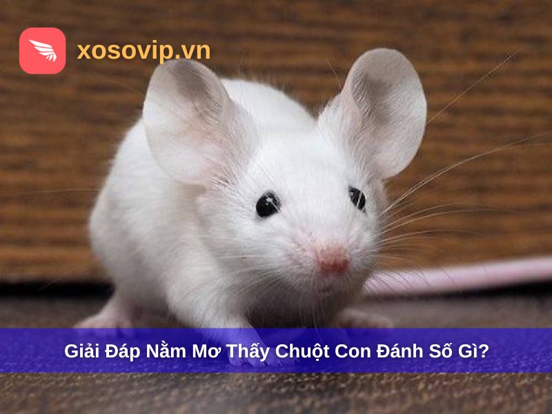 Giải đáp nằm mơ thấy chuột con đánh số gì?