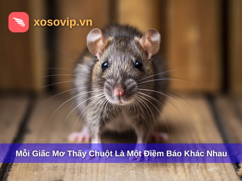 Mỗi giấc mơ thấy chuột là con số khác nhau