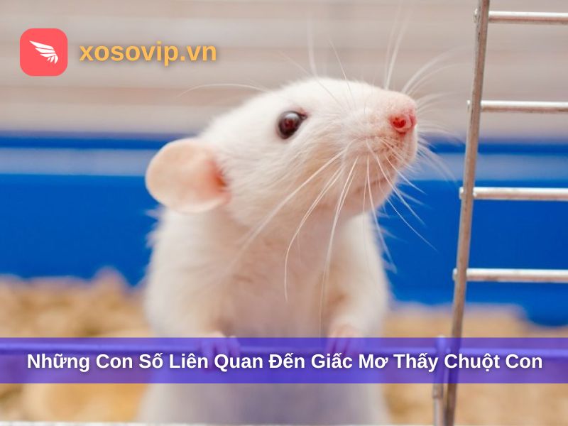 Các số mơ liên quan đến giấc mơ thấy chuột con
