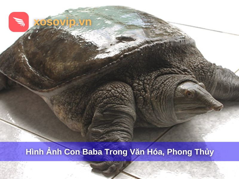Hình ảnh con ba ba trong văn hóa và phong thủy