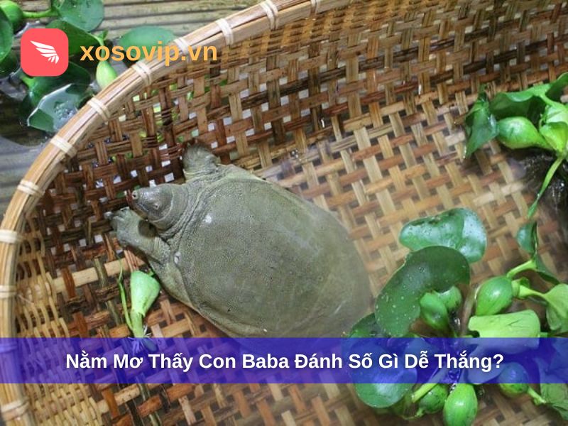 Nằm Mơ Thấy Con Ba Ba: Bí Ẩn Tâm Linh Và Điềm Báo Cuộc Sống