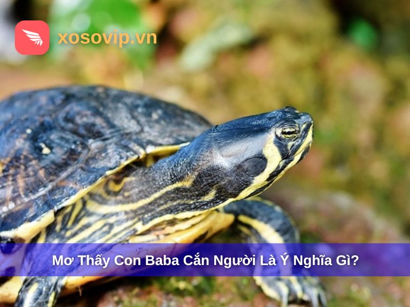 Mơ thấy con ba ba cắn người thường là một lời cảnh báo lớn