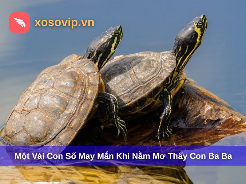Một vài con số liên quan đến việc mơ thấy con ba ba