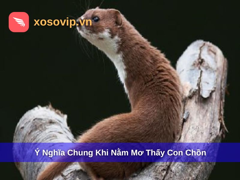 Ý nghĩa chung khi nằm mơ thấy con chồn