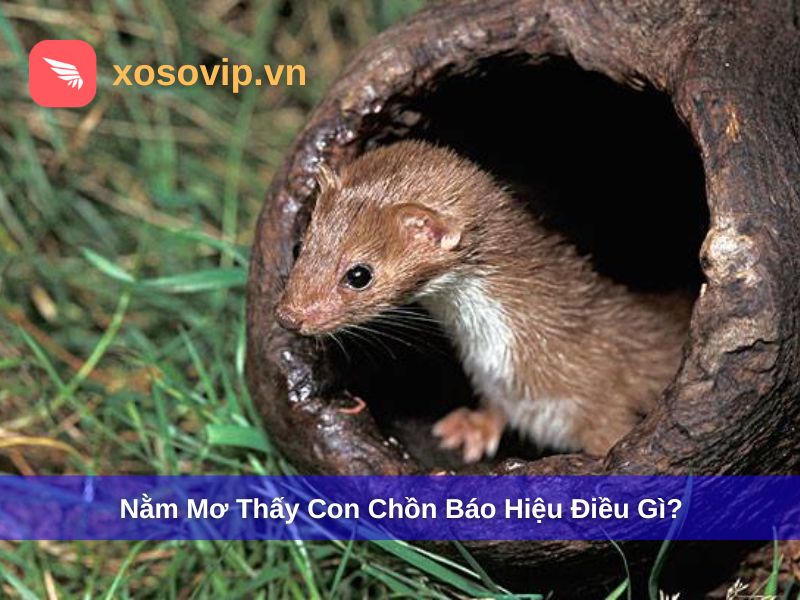 Giải Mã Giấc Mơ: Nằm Mơ Thấy Con Chồn Báo Hiệu Điều Gì?