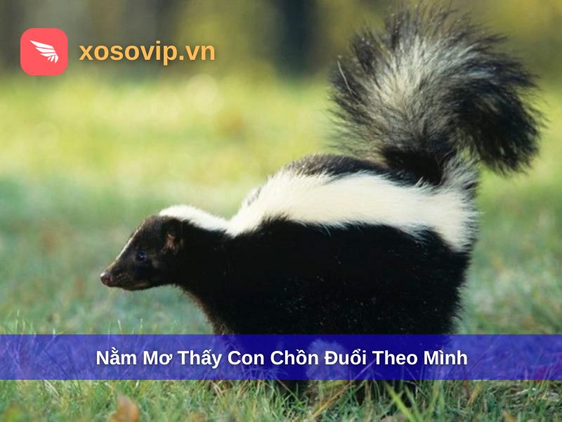 Nằm mơ thấy chồn đuổi theo mình là ý nghĩa gì?