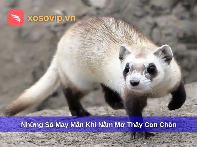 Con số may mắn khi nằm mơ thấy con chồn