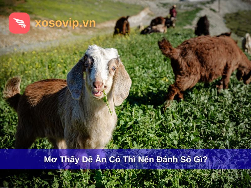 Mơ thấy con dê ăn cỏ thì nên đánh số gì?