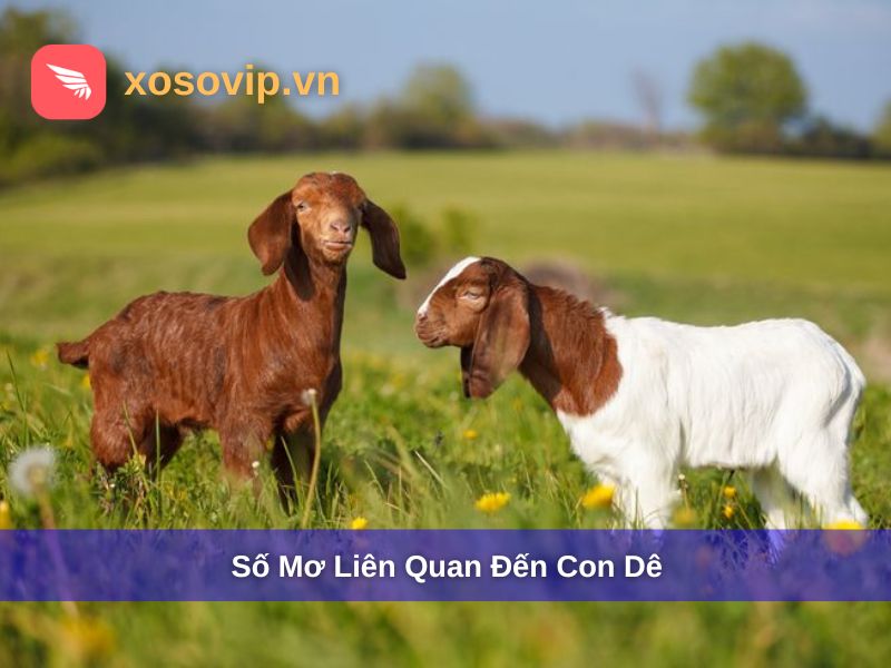 Một vài số mơ liên quan đến con dê