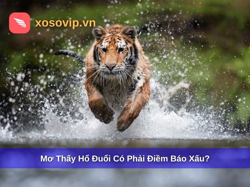 Nằm mơ thấy hổ đuổi c&oacute; phải điềm b&aacute;o xấu?