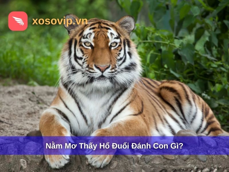 Nằm Mơ Thấy Hổ Đuổi Đánh Con Gì? Giải Mã Giấc Mơ Bị Hổ Rượt