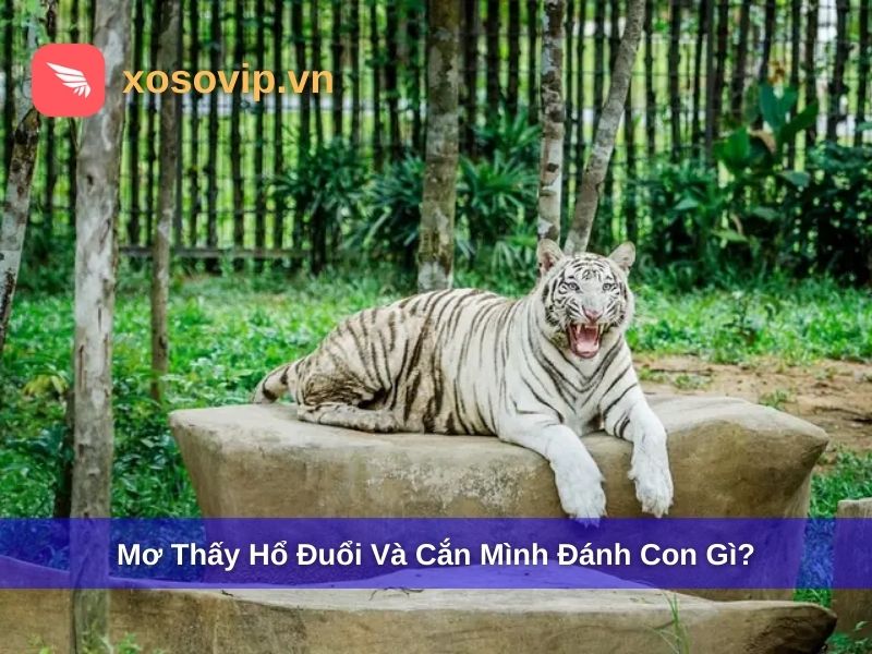 Chi&ecirc;m bao thấy hổ đuổi v&agrave; cắn m&igrave;nh