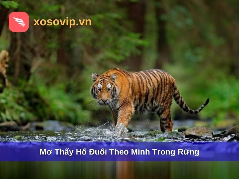 Mơ thấy bị hổ đuổi trong rừng