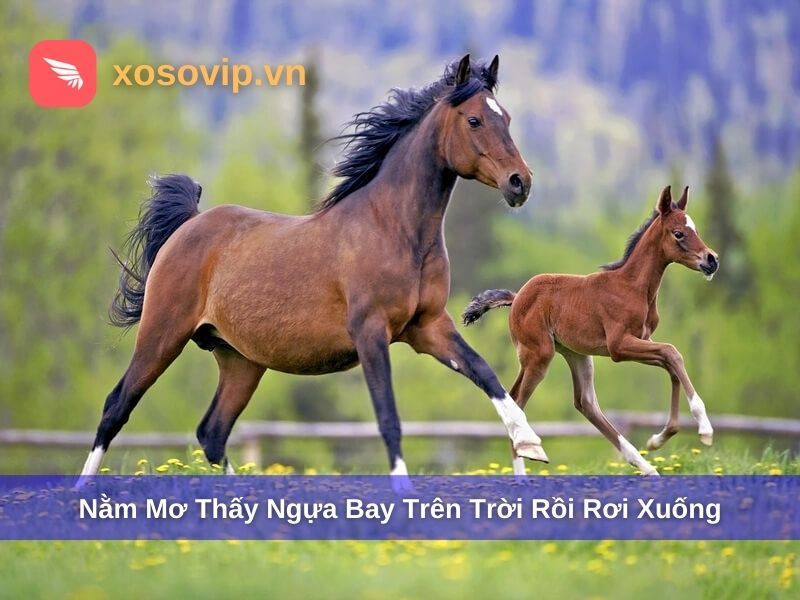 Mơ thấy ngựa bay l&ecirc;n rồi rơi xuống