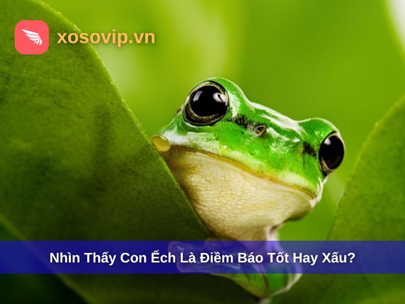 Nh&igrave;n thấy con ếch l&agrave; điềm b&aacute;o tốt hay xấu?
