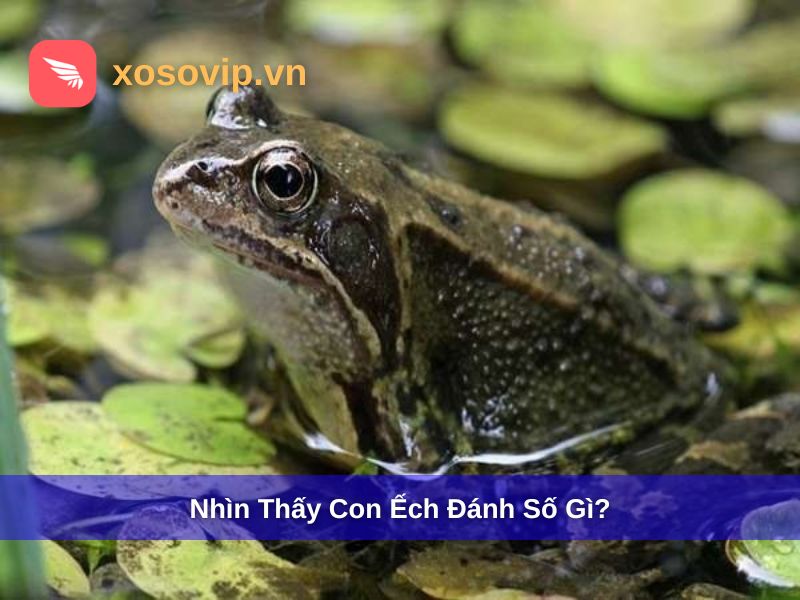 Nhìn Thấy Con Ếch Đánh Số Gì? Giải Mã & Sổ Mơ Con Ếch