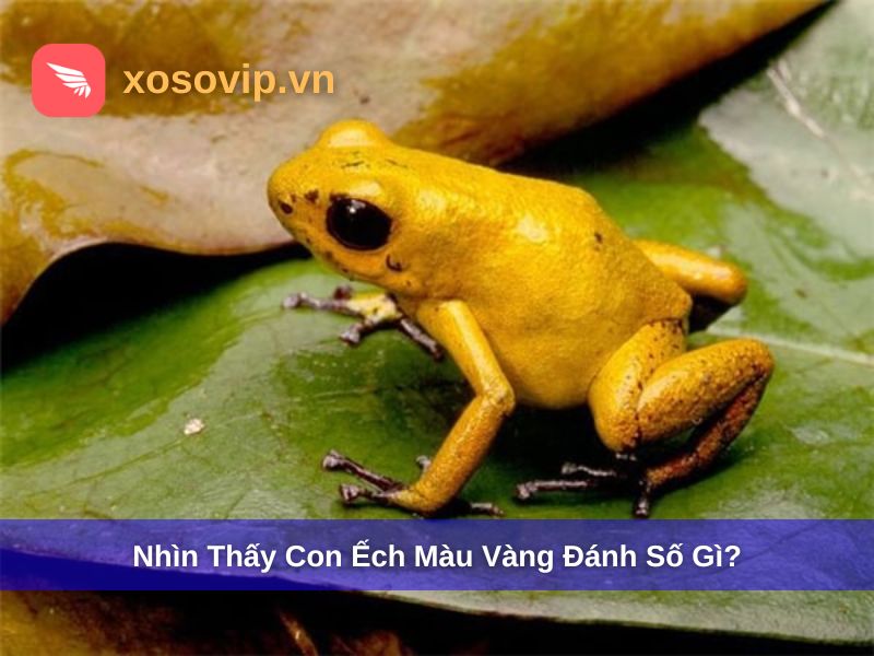 Nh&igrave;n thấy con ếch m&agrave;u v&agrave;ng đ&aacute;nh số g&igrave;?