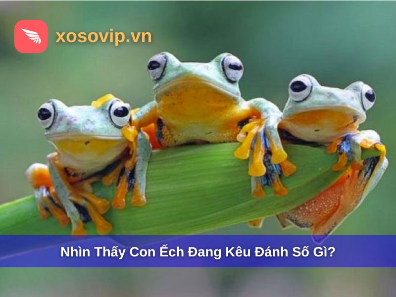 Mơ nh&igrave;n thấy con ếch đang k&ecirc;u