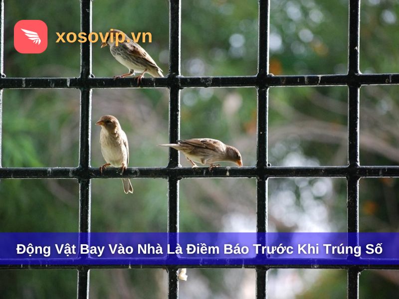 Động vật xuất hiện bất thường là những điềm báo trước khi trúng số